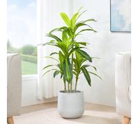MCC Direct Artificial Agave Tree Plant with Plastic Planter Pot 120cm MCC Direct Multicolor