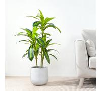(100CM) Artificial Agave Tree with Plastic Planter & Moss