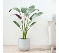 mcc direct Artificial Bird of Paradise Tree, 90cm Tall Large Decorative Artificial Plant with Plastic Planter and Artificial Moss for House Bedroom Office Garden Store Decoration