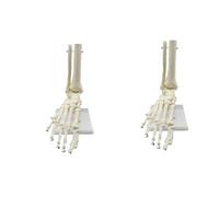 Mcnhbdgg 2X 1:1 Human Skeleton Foot Anatomy Model Foot and Ankle with Shank Anatomical Model Anatomy Teaching Resources