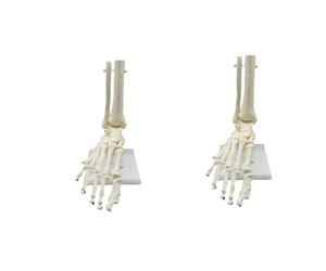 Mcnhbdgg 2X 1:1 Human Skeleton Foot Anatomy Model Foot and Ankle with Shank Anatomical Model Anatomy Teaching Resources