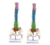 Mcnhbdgg 2X 45cm with Pelvic Human Anatomical Anatomy Spine Spinal Column Model Teaching Resources for Students