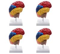 Mcnhbdgg 4X Cerebral Anatomical Model Anatomy 1:1 Half Brain Brainstem Teaching Lab Supplies