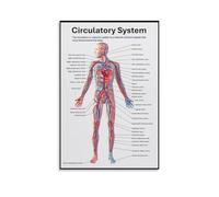 MDBJTCYZN Anatomy Learning Poster - Circulatory System, Cardiovascular Pathways Educational Chart, Medical School Style Wall Art for Gift, Dorm, Home Office(Framed,12x18inch(30x45cm))
