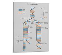 MDBJTCYZN DNA Replication and Structure Biology Poster Science Classroom Wall-Art Educational Chart for High School College(Framed,08x12inch(20x30cm))