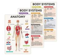 MDBJTCYZN Human Body System Posters Anatomy Chart Collection Skeletal Muscular Circulatory Systems Educational Print for Biology Class Science Classroom(Unframed,12x18inch(30x45cm))