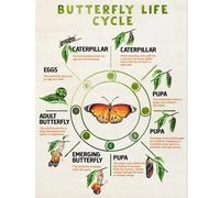 MDBJTCYZN Preschool Science Poster Butterfly Metamorphosis Life Cycle Chart Educational Wall-Art for Daycare Classroom Teacher Resources(Unframed,12x18inch(30x45cm))