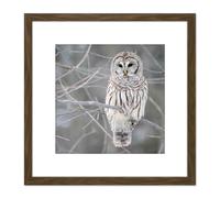 Mdf Barred Owl Bird Tree Nature Photo 8X8 Inch Square Wooden Framed Wall Art Print Picture with Mount Artery8 Brown One Size