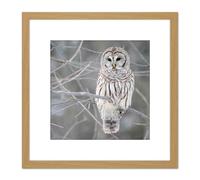 Mdf Barred Owl Bird Tree Nature Photo 8X8 Inch Square Wooden Framed Wall Art Print Picture with Mount Artery8 Light Oak One Size