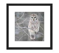 Mdf Barred Owl Bird Tree Nature Photo 8X8 Inch Square Wooden Framed Wall Art Print Picture with Mount Artery8 Black One Size