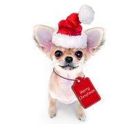 Me to You Up Close 3D Greeting Card Merry Christmas Chihuahua Dog Santa Hat & Tag