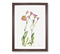 Meadow Fleabane by Mary Vaux Walcott Framed Print | A2 Walnut Framed Wall Art | Ready to Hang | Modern Landscape Picture | Living Room Bedroom Lounge Office