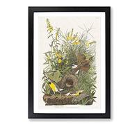 Meadow Larks by John James Audubon Framed Print | A2 Black Framed Wall Art | Ready to Hang | Modern Landscape Picture | Living Room Bedroom Lounge Office