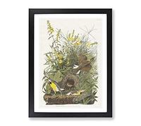 Meadow Larks By John James Audubon Vintage Framed Wall Art Print, Ready to Hang Picture for Living Room Bedroom Home Office Décor, Black A2 (64 x 46 cm)