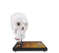 Medarchitect 360°Rotatable Upgraded Life Size Human Skull on Cervical Vertebrae Anatomical Model with Spinal Nerves and Arteries with Newest Laser-Etched Fonts