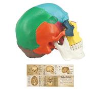 Medarchitect Human Colored Skull Model, Life Size 3-Part Anatomical Model with Colorful Human Skull Chart for Medical Student Human Anatomy Study Course