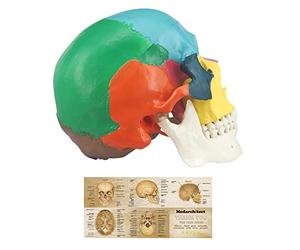 Medarchitect Human Colored Skull Model, Life Size 3-Part Anatomical Model with Colorful Human Skull Chart for Medical Student Human Anatomy Study Course