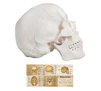 Medarchitect Life Size Human Skull Model, 3-Part Anatomical Skull with Removable Skull Cap & Articulated Mandible - for Medical Students, Anatomy Study & Clinical Training - Includes Full Colour Chart