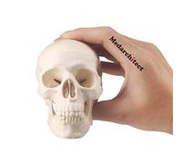 Medarchitect Mini Skull Model Small Size Human Anatomy Skull Model with Moving Jaw and Articulated Mandible for Drawing Cranium Medical Education, Decoration, Art Student Sketching