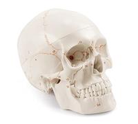 Medarchitect Upgraded Life Size Human Head Skull Anatomical Model with Newest Laser-Etched Fonts Not Hand Write Number, Not Smudged for Medical Student Human Anatomy Study Course
