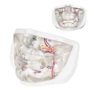 MedEduQuest Facial Training Model for Injection & Filler Practice, Transparent Facial Model with Simulated Blood Vessels, Teaching Medical Students Doctors, Estheticians, Microplasty Practice