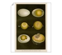 Media Storehouse 10x8 Print of Development of chicken egg anatomy engraving 1857 (13610771)