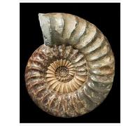 Media Storehouse Asteroceras Ammonite Print - 16cm Diameter Jurassic Specimen - Print 10"x8" (25x20cm) (8608296)