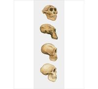 Media Storehouse Australopithecus, Homo habilis and Homo sapiens Skull Print - Print 10"x8" (25x20cm) (13547779)
