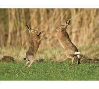 Media Storehouse Brown Hares Boxing Print - Oxon, UK - February RES-1277 - Print 10"x8" (25x20cm) (5292196)