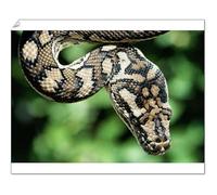 Media Storehouse Carpet Python Print (Morelia spilotes variegata) - Print 10"x8" (25x20cm) (651494)