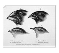 Media Storehouse Darwin's Galapagos Finches Print - Print 10"x8" (25x20cm) (575873)