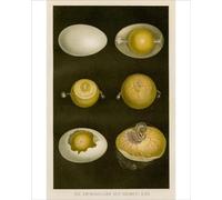 Media Storehouse Development of Chicken Egg Anatomy Print, 1857 Engraving - Print 10"x8" (25x20cm) (13610771)
