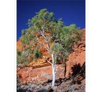 Media Storehouse Ghost Gum Against Red Rock Print, Kings Canyon - Print 10"x8" (25x20cm) (20110579)