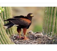 Media Storehouse Harris Hawk Nest Print, Sonoran Desert, Arizona - Print 10"x8" (25x20cm) (1291217)