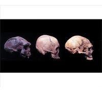 Media Storehouse Homo erectus, H sapiens and Neanderthal Skull Print - Print 10"x8" (25x20cm) (8593147)