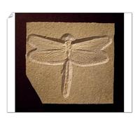 Media Storehouse Jurassic Fossil Dragonfly Print, 140 million years old - Print 10"x8" (25x20cm) (8596999)