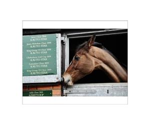 Media Storehouse Kauto Star Studies His Race Wins - Gold Cup Entry Print - Print 10"x8" (25x20cm) (7900585)