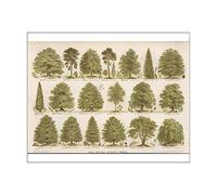 Media Storehouse Mary Evans Prints Online: British Forest Trees Print - Print 10"x8" (25x20cm) (601964)