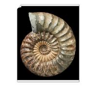 Media Storehouse Print 10"x8" (25x20cm) - Asteroceras Ammonite Print - 16cm Diameter Jurassic Specimen (8608296)