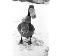 Media Storehouse Print 10"x8" (25x20cm) - Dottie the Duck in Snow Print, January 1985 (00541) (21682923)