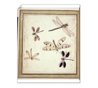 Media Storehouse Print 10"x8" (25x20cm) - Dragonflies and Damselflies Print, 17th-19th century (8593395)
