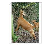 Media Storehouse Print 10"x8" (25x20cm) - Golden Guernsey Goat Print JD-18623 (653394)