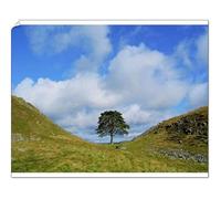 Media Storehouse Print 10"x8" (25x20cm) - Sycamore Tree at Sycamore Gap, Hadrian's Wall - UK Print (3731680)