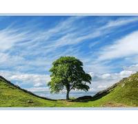 Media Storehouse Sycamore Gap Print, Hadrian's Wall World Heritage Site - Poster Print A2 (59.4 x 42cm) (31938665)