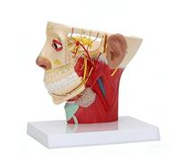 Median Sagittal Section Head Neck Throat Anatomy Model with Digital Signs