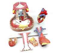 Mediastinum Anatomy Model, Heart Anatomical Model, Biology Teaching Model, Sternum Thymus and Mediastinum Medical Model for Science Classroom Study Display