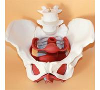 Medical Anatomical Female Male Pelvis Skeleton Model for Human Anatomy Education and Teaching(Female)