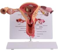Medical Anatomical Female Reproductive System Model, Detailed 3D Educational Teaching Aid with Stand, Professional Medical Training Display for Doctors, Students, Hospitals