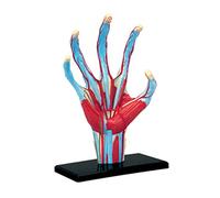 Medical Anatomical Hand Skeleton Model with Muscles Ligaments Nerves and Blood Vessels 28Parts Easy Mounting Human Anatomical Models of The Human for Students Anatomy