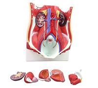 Medical Anatomical Human Urinary System Model Human Male Female Urinary System Model Human Bladder Wall Renal Anatomical